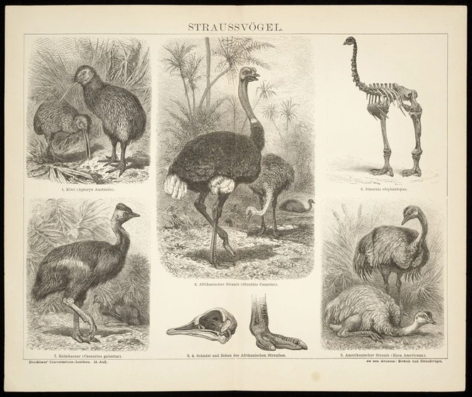 F A Brockhaus Firm Artist Straussvoegel Kiwi Apteryx Australis Dinornis elephantopus 1882 1887 Ref A 449 007 Alexander Turnbull Library Wellington New Zealand records 30116703