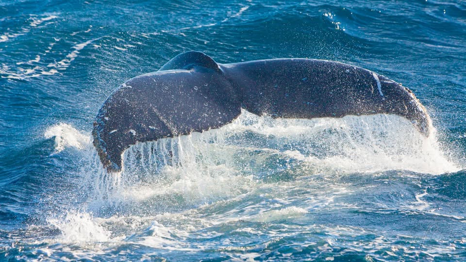 HumpbackWhale Geoff Cloake