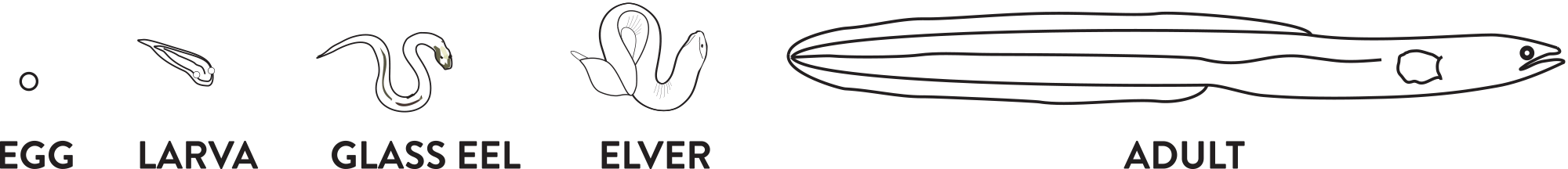 Tuna Eel lifecycle